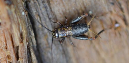 Nemobius sylvestris sylvestris